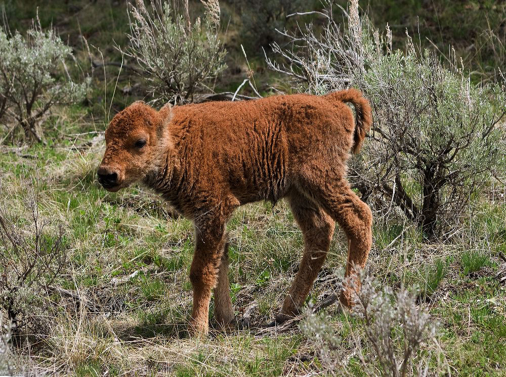 jb_bison-calf_3952.jpg