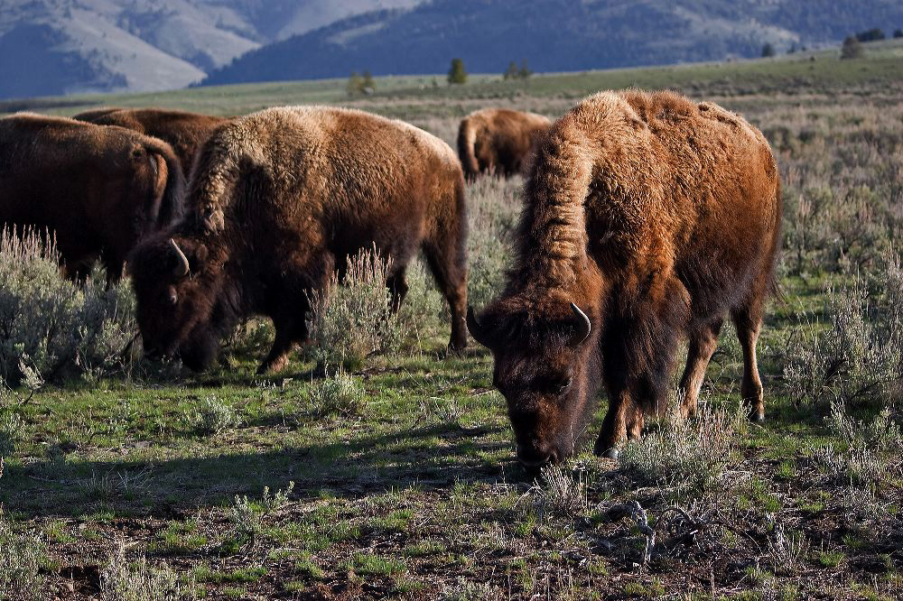 jb_bison_3756.jpg