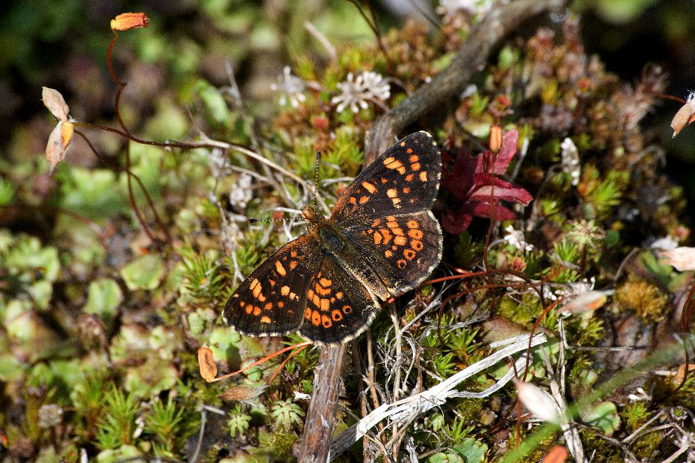 jb_butterfly_4524.jpg