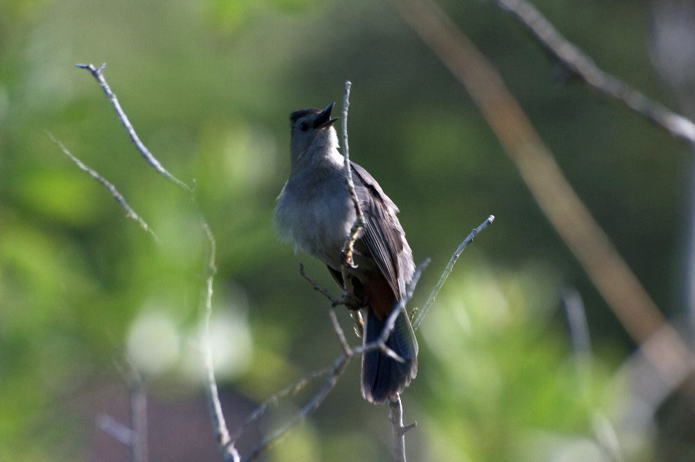 jb_catbird_4205.jpg