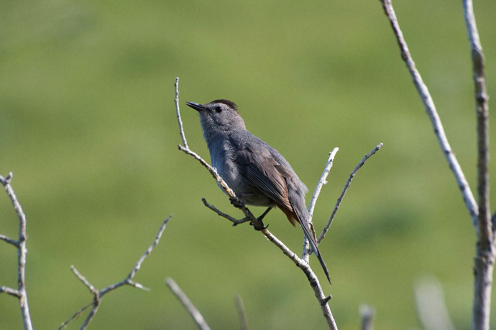 jb_catbird_4210.jpg