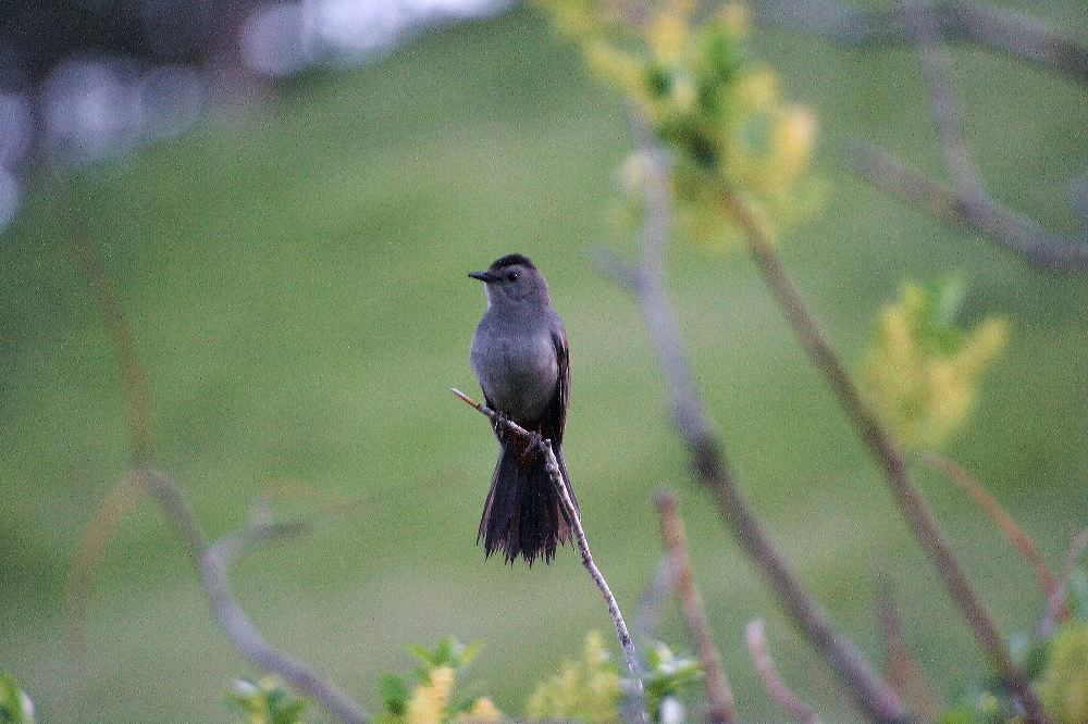 jb_catbird_4304.jpg