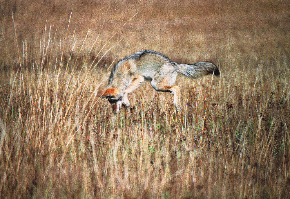 jb_coyote_001.jpg