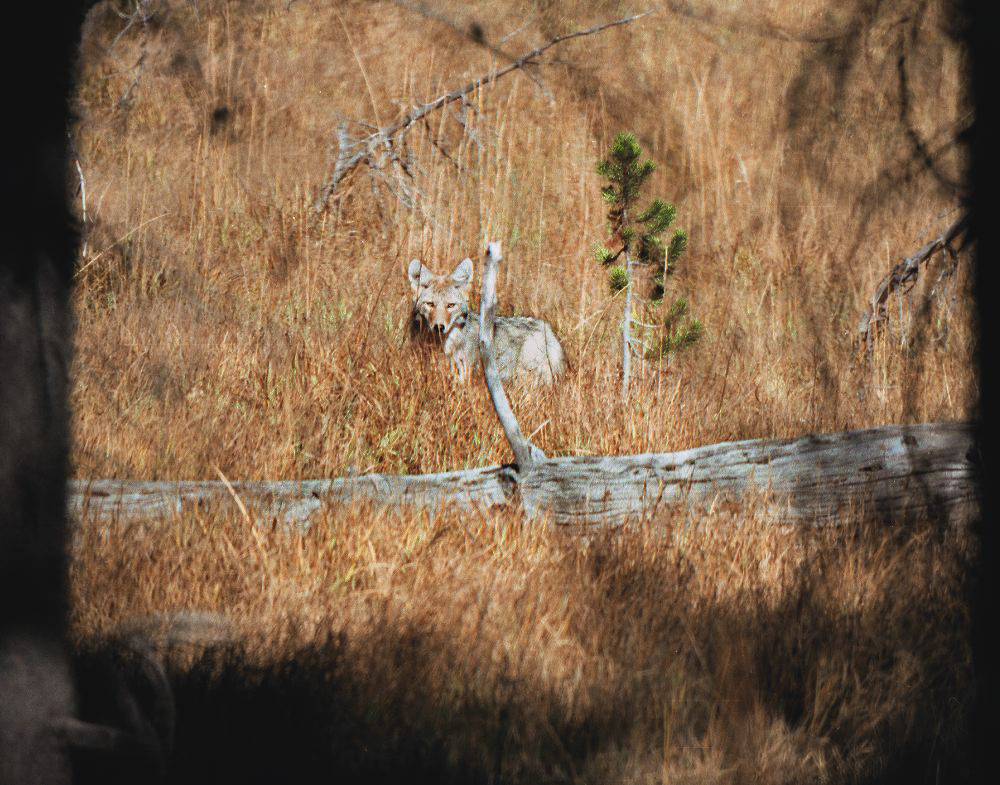 jb_coyote_002.jpg