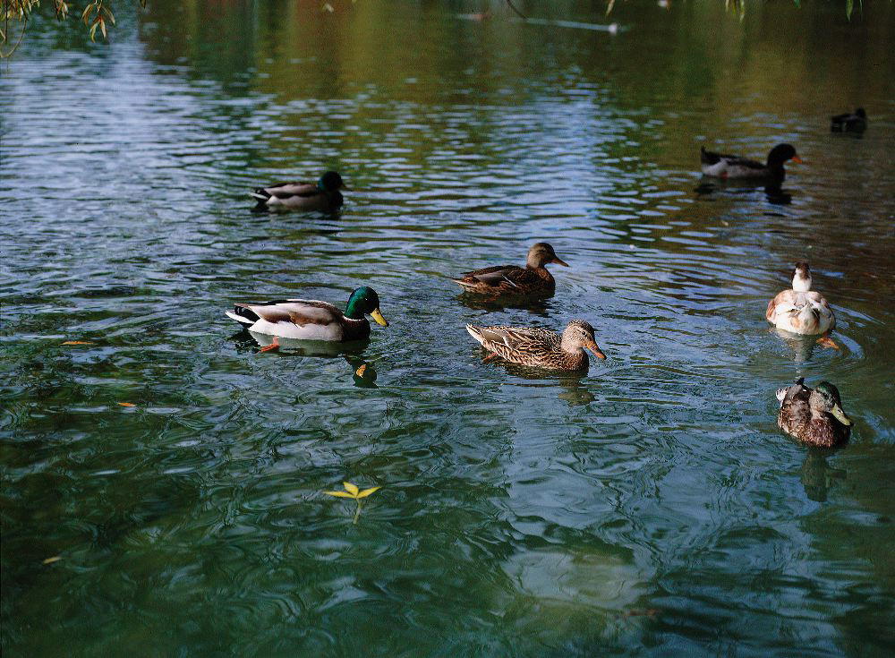 jb_ducks_001.jpg