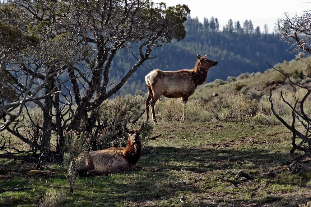 jb_elk_3631.jpg