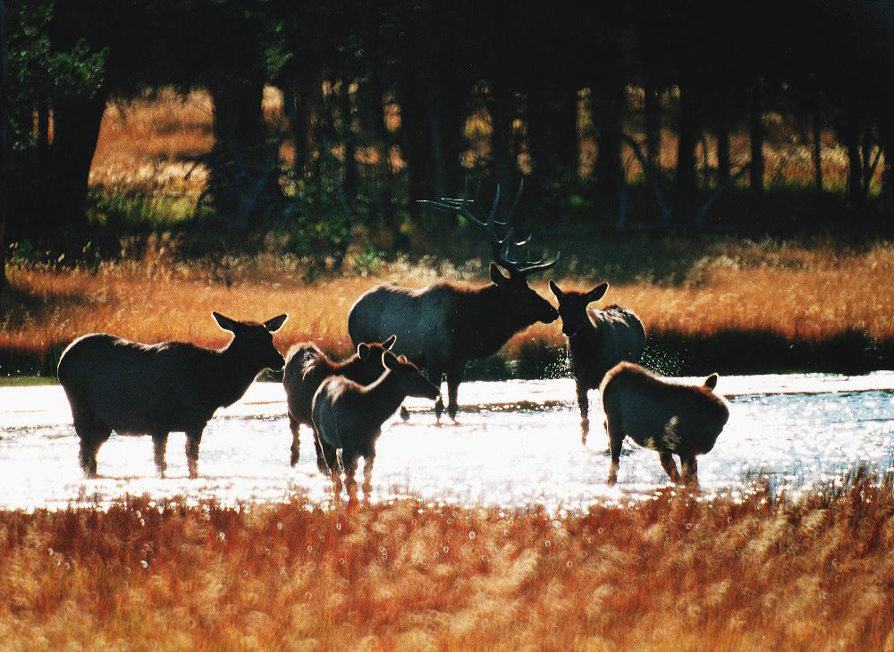 jb_elkherd_01.jpg