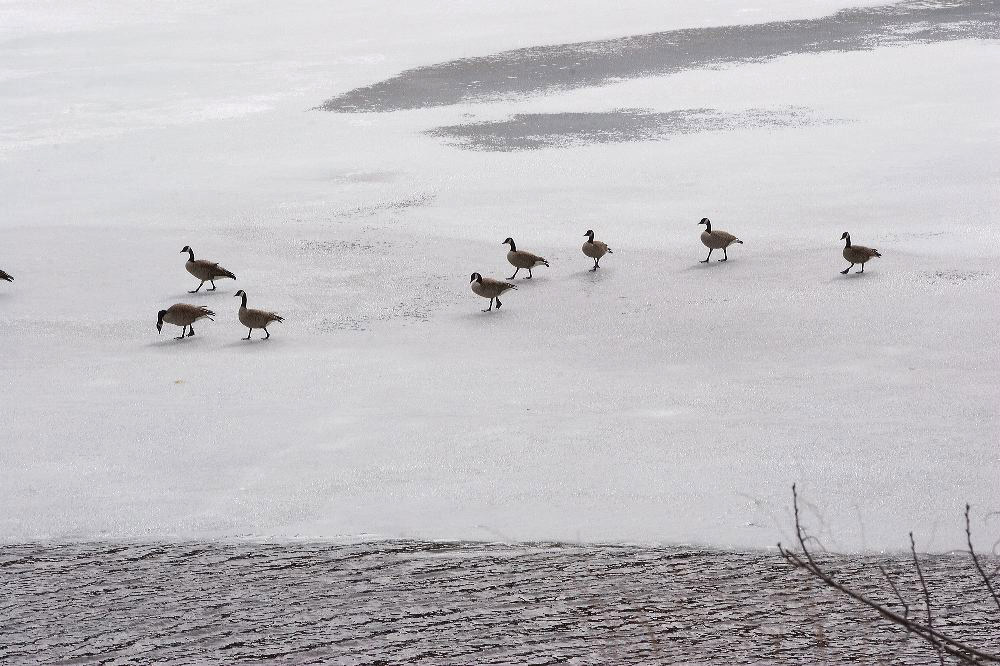 jb_geese_3465.jpg