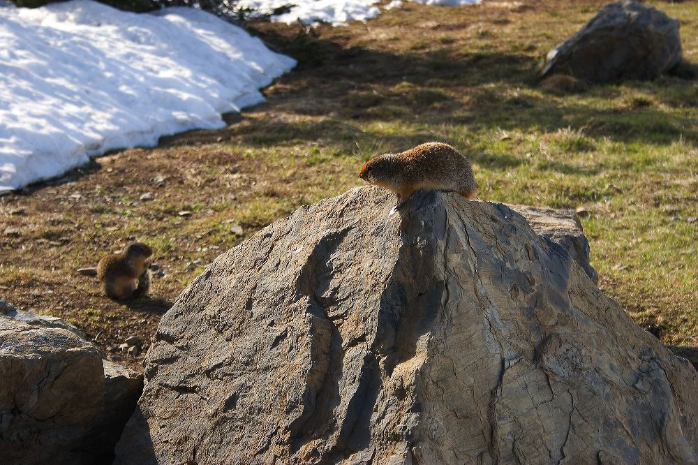 jb_groundsquirrel_001.jpg