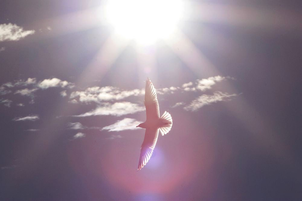 jb_gull_3490.jpg