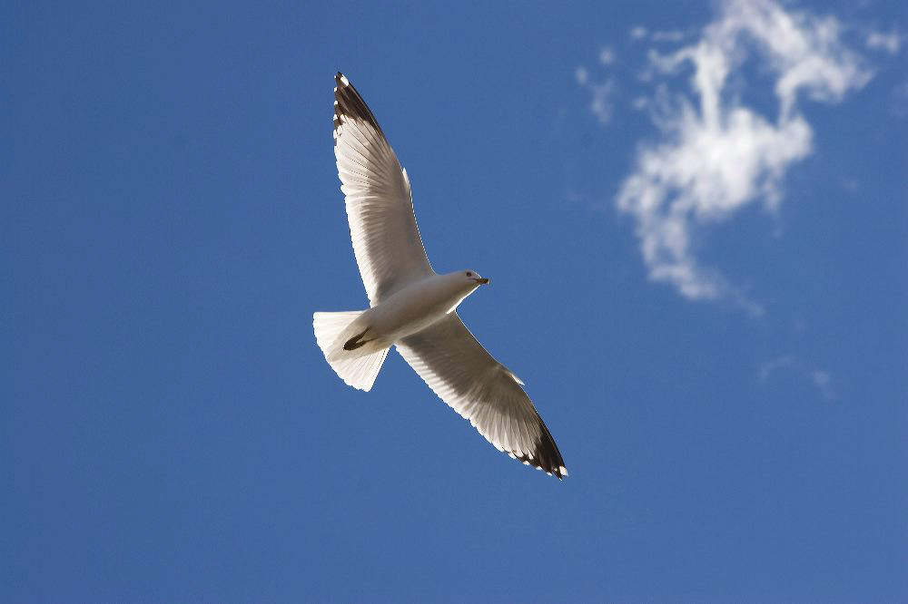 jb_gull_3505.jpg