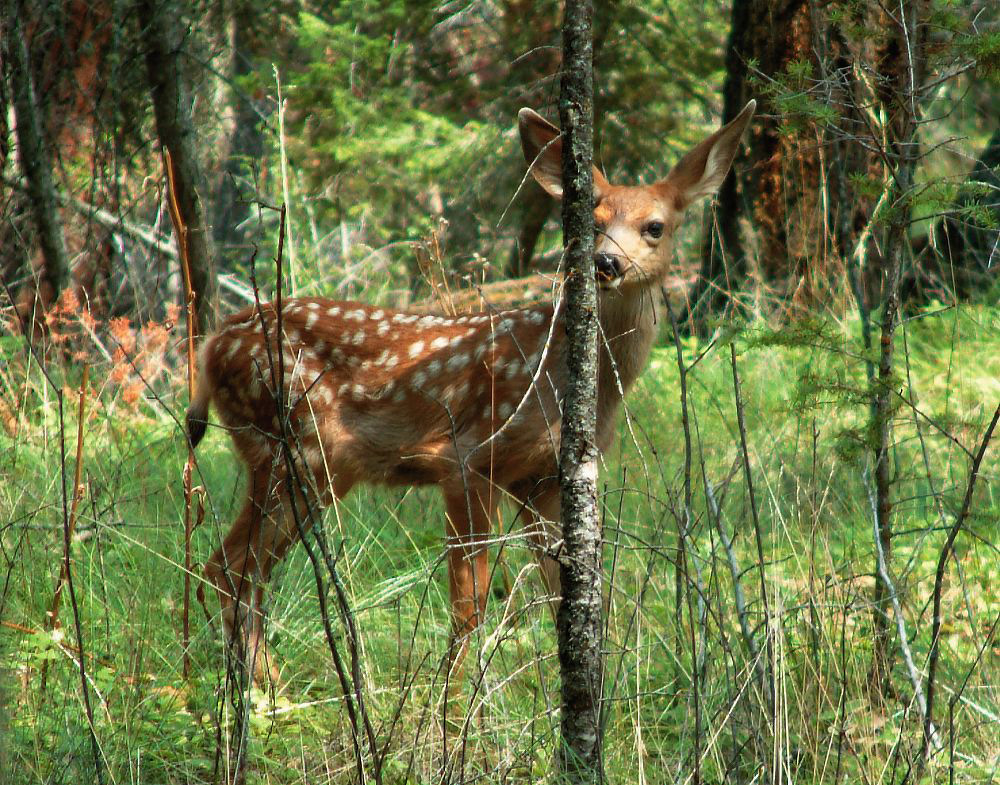 jb_mdfawn_01.jpg