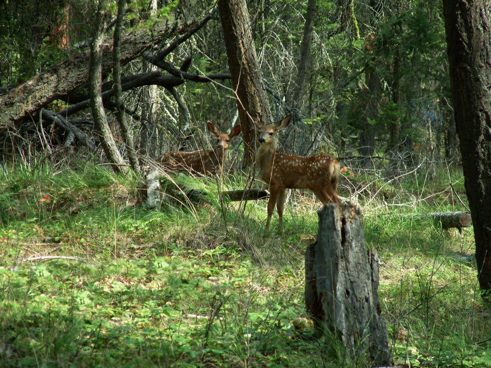 jb_mdfawns_0044.jpg