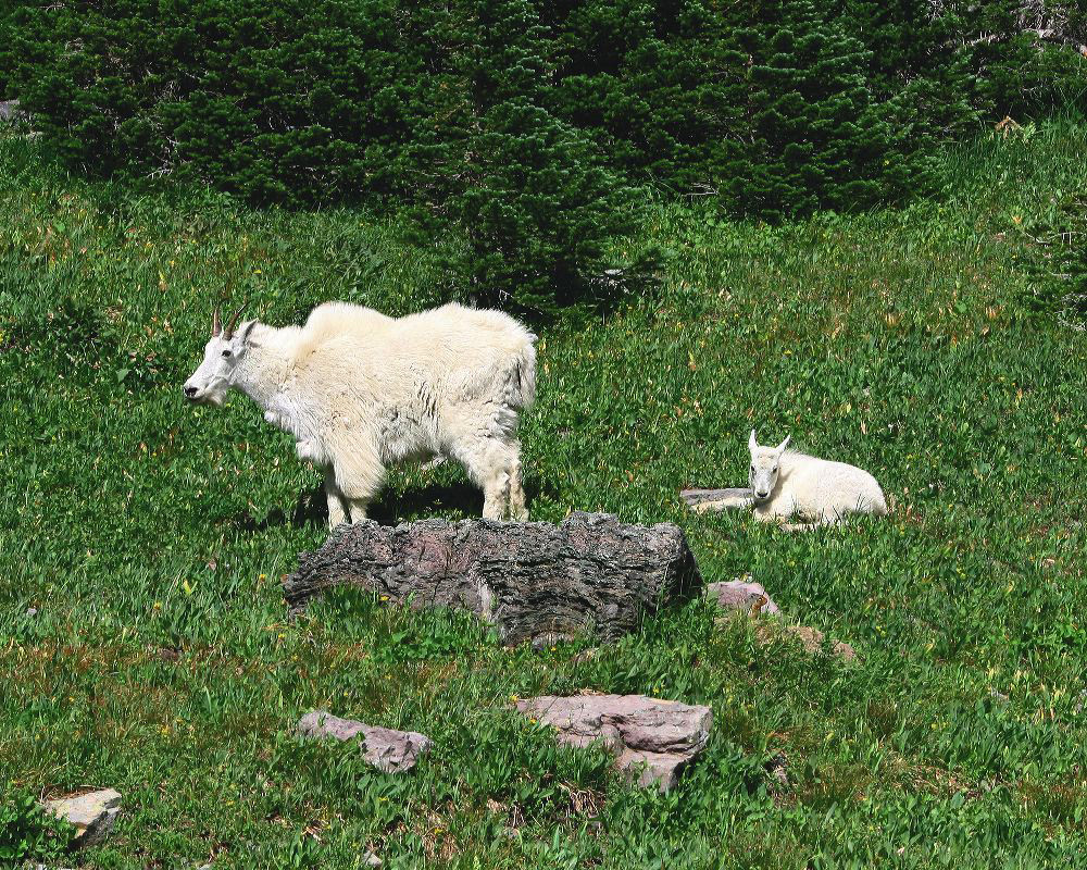 jb_mtngoats_4966.jpg