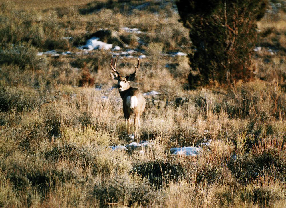 jb_muledeer_01.jpg