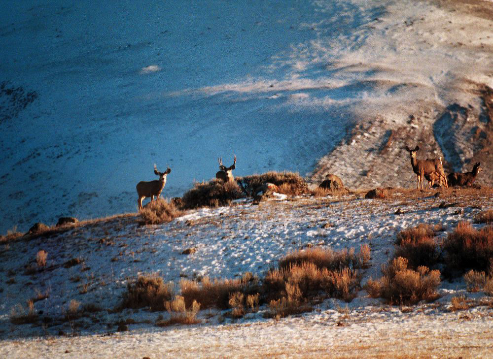 jb_muledeer_02.jpg
