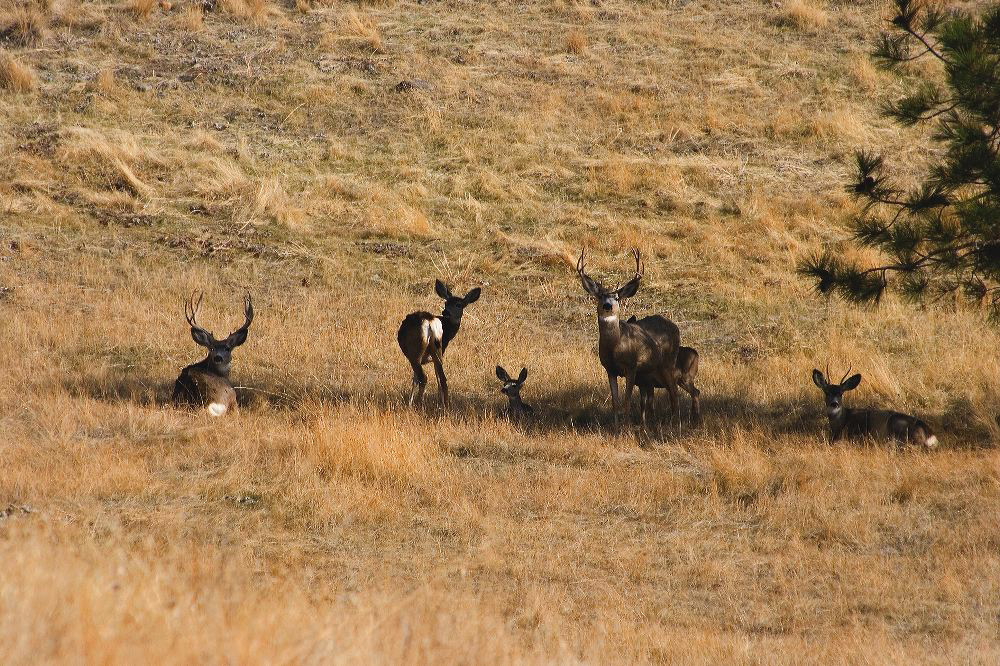 jb_muledeer_5487.jpg