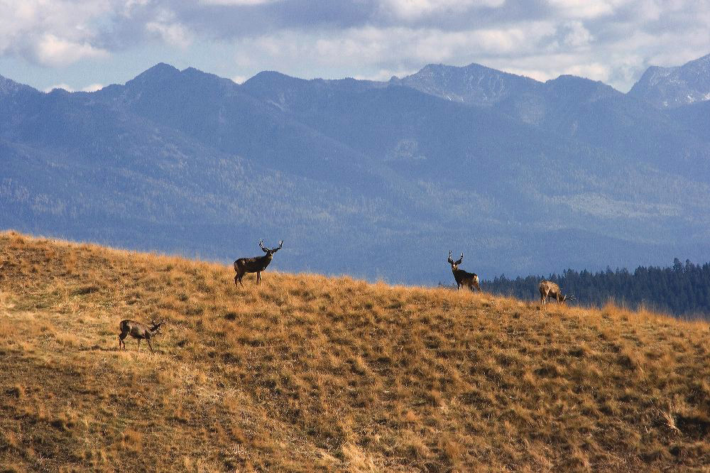 jb_muledeer_5497.jpg