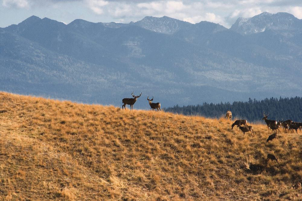 jb_muledeer_5507.jpg