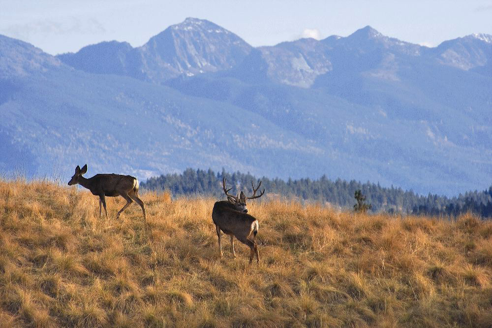 jb_muledeer_5599.jpg