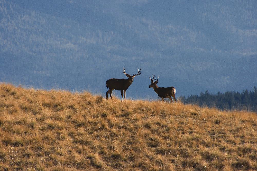 jb_muleybucks_5506.jpg