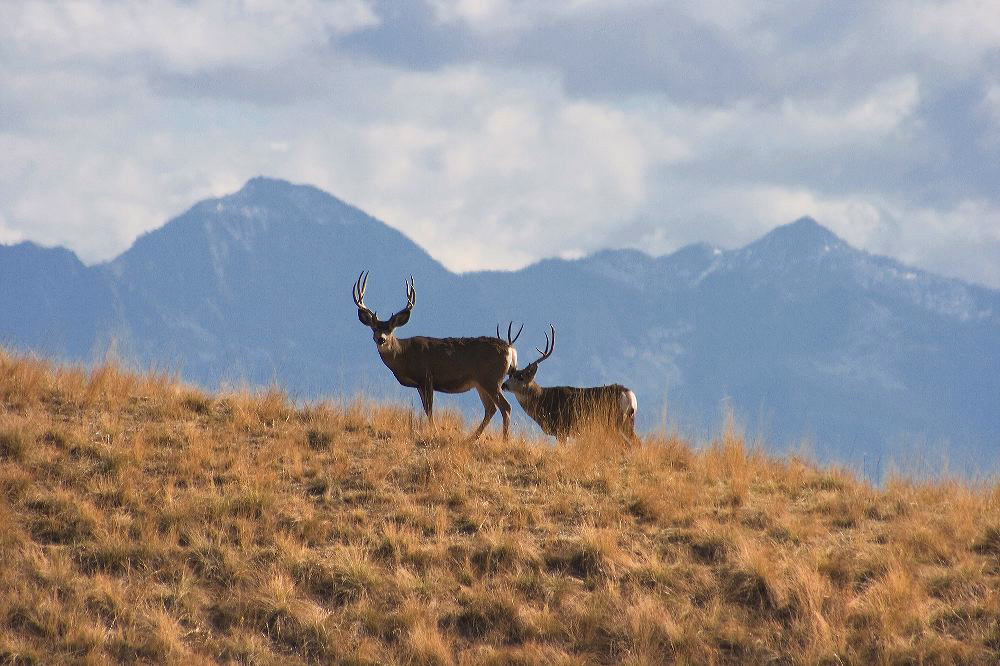 jb_muleybucks_5511.jpg