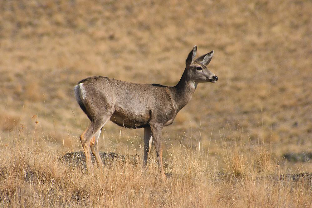 jb_muleydoe_5483.jpg
