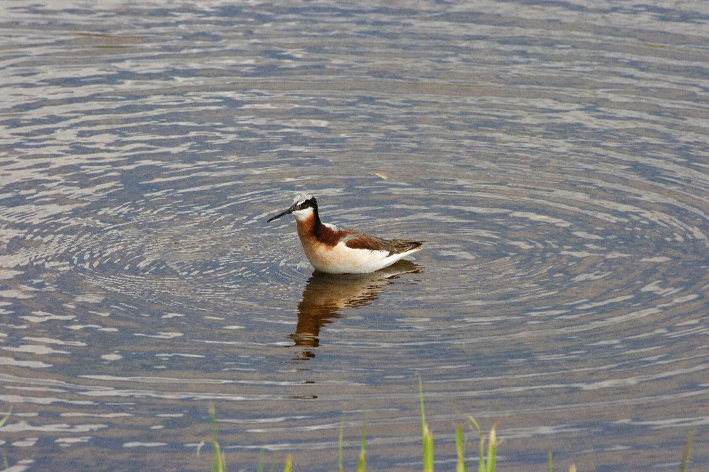 jb_phalerope_4285.jpg