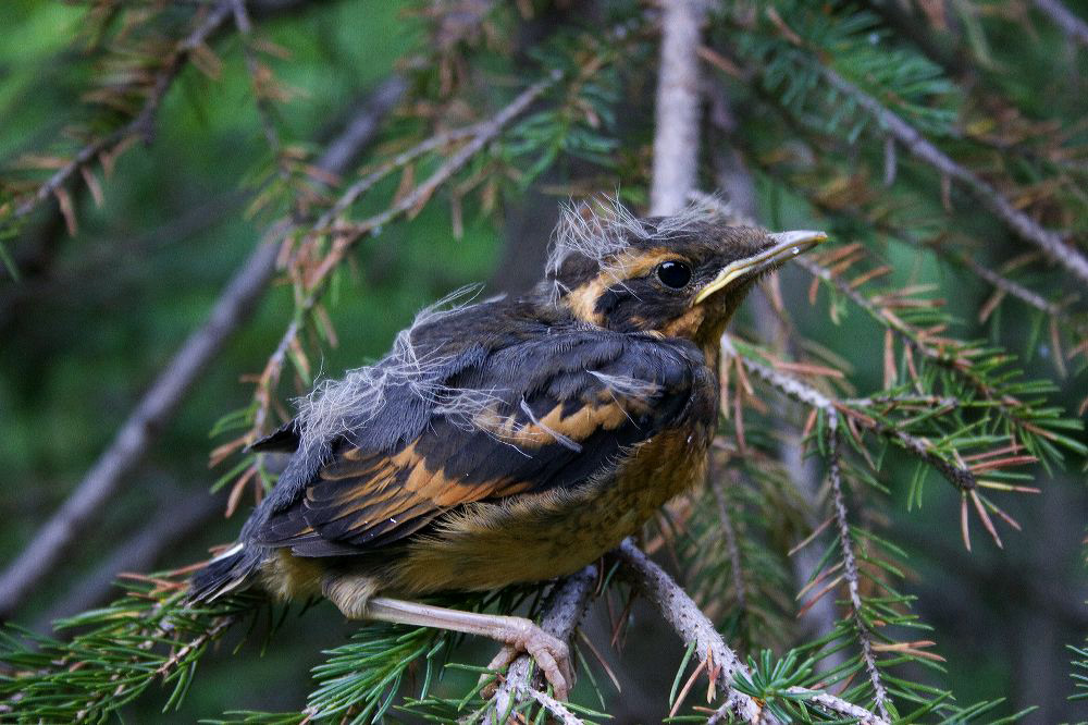 jb_robin-baby_5864.jpg