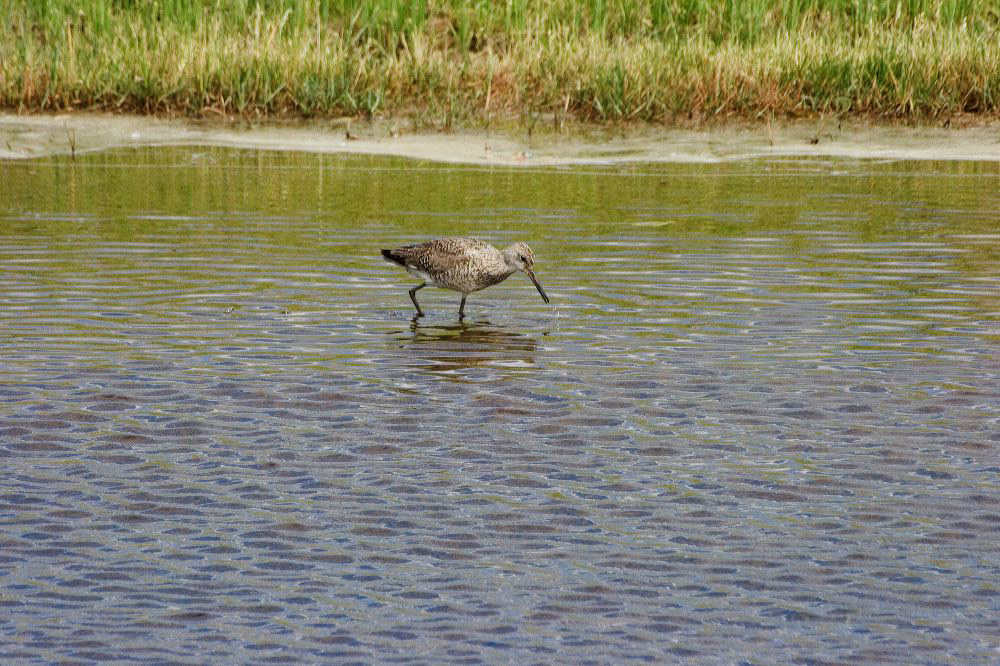 jb_shorebird_4293.jpg
