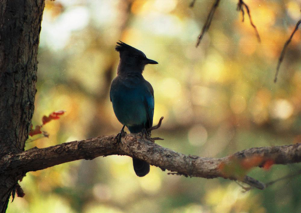 jb_stellarsjay_001.jpg