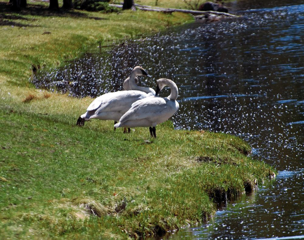 jb_swans_3716.jpg