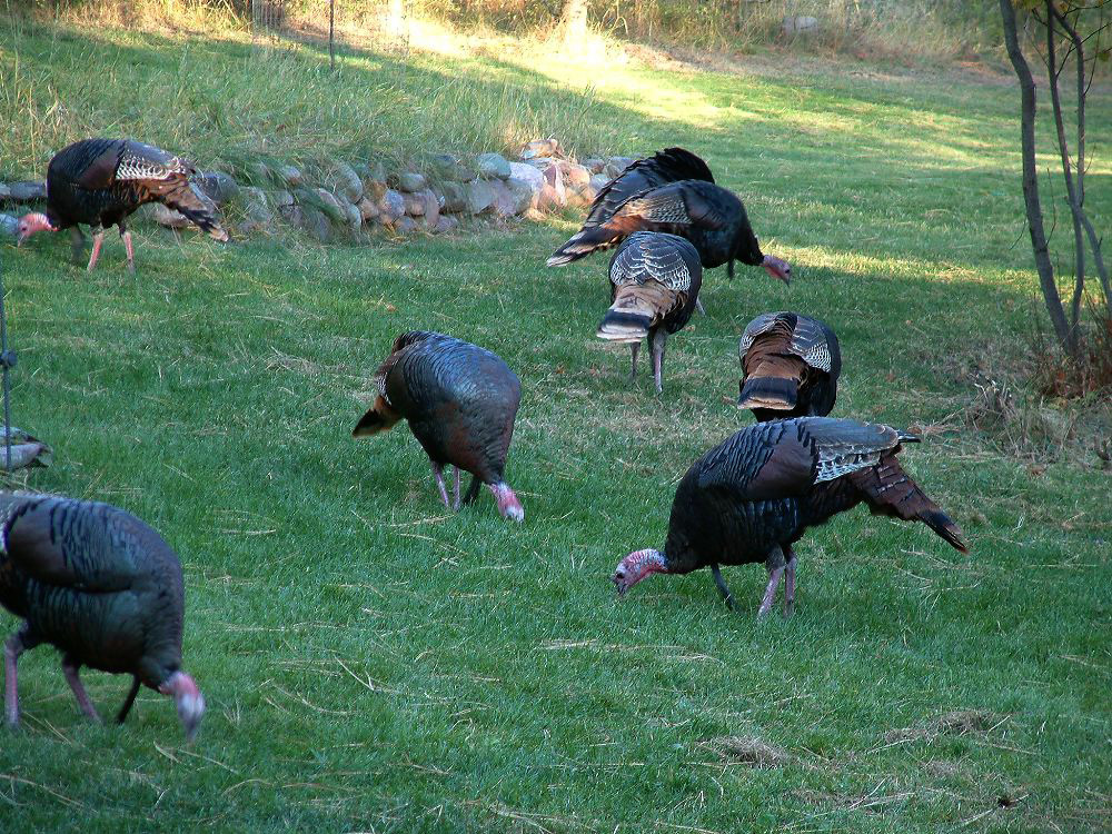 jb_turkeys01.jpg