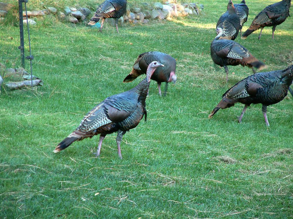 jb_turkeys02.jpg