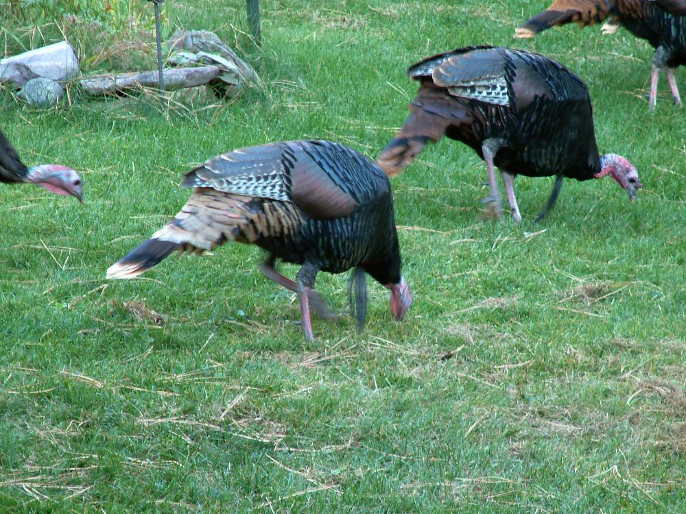 jb_turkeys03.jpg