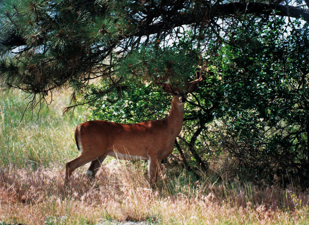 jb_whitetailbuck_01.jpg