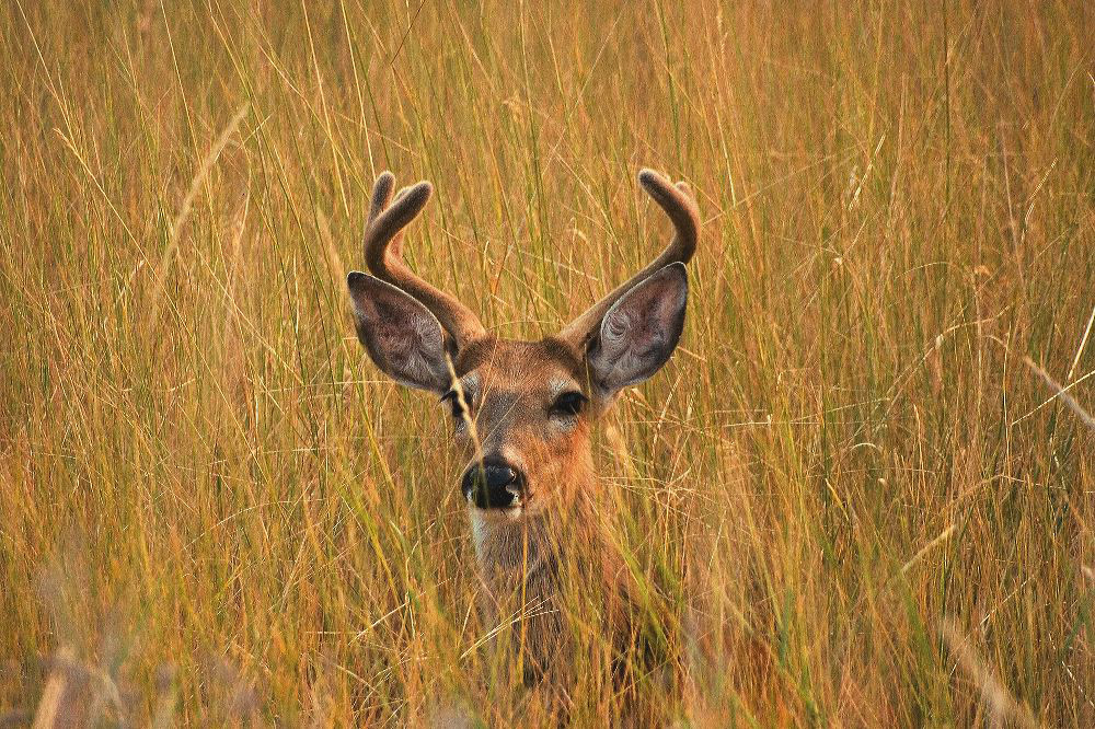 jb_whitetailbuck_5077.jpg