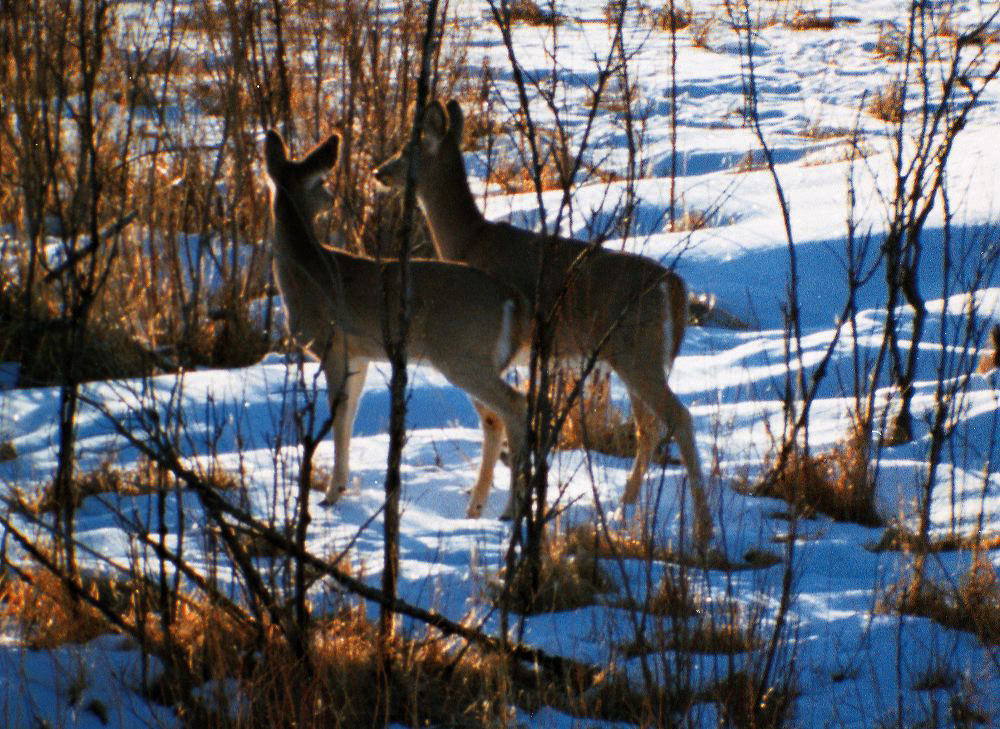 jb_whitetaildoes_01.jpg