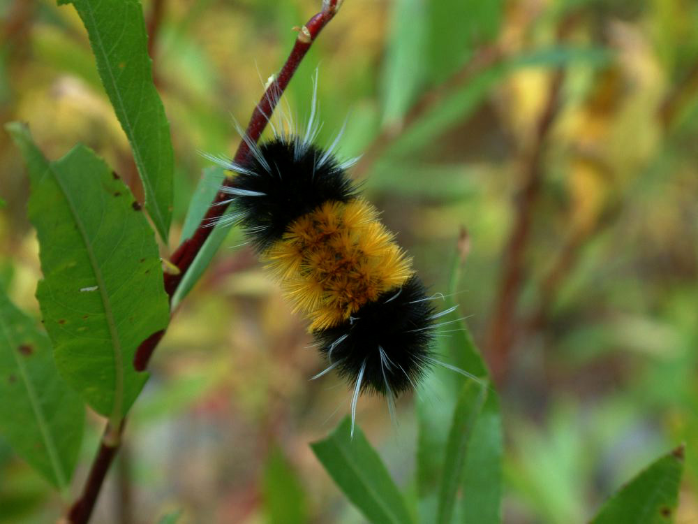 jb_woolybear_01.jpg
