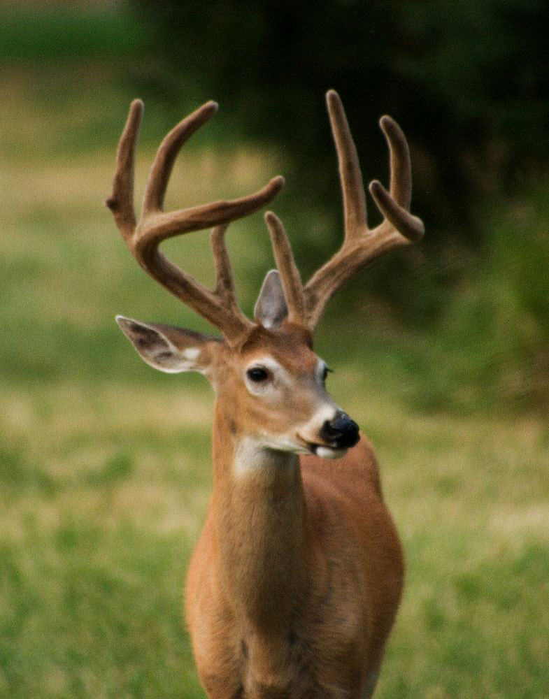 jb_wtbuck_5128.jpg